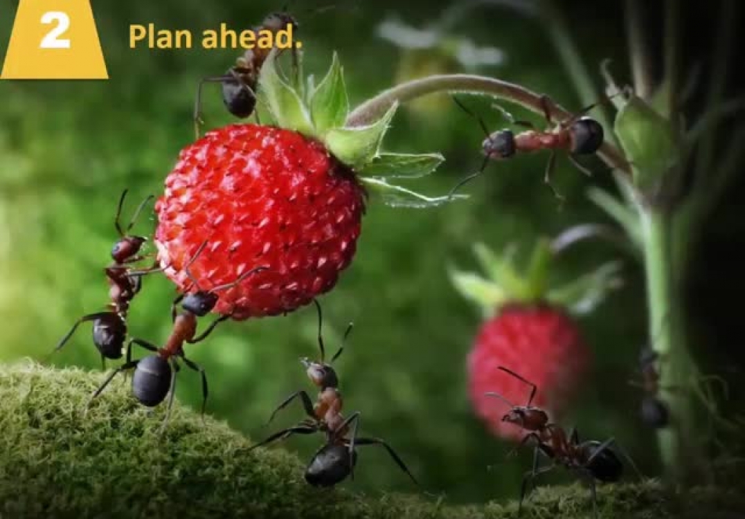 Whitby mortgage agent reveals 4 ant philosophies that help you succeed…